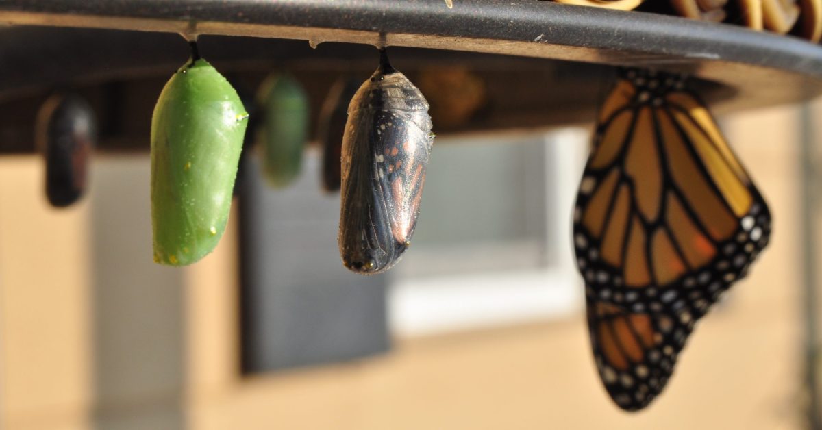 5e98bffd913fb90f18b36175_suzanne-d-williams-794133-unsplash