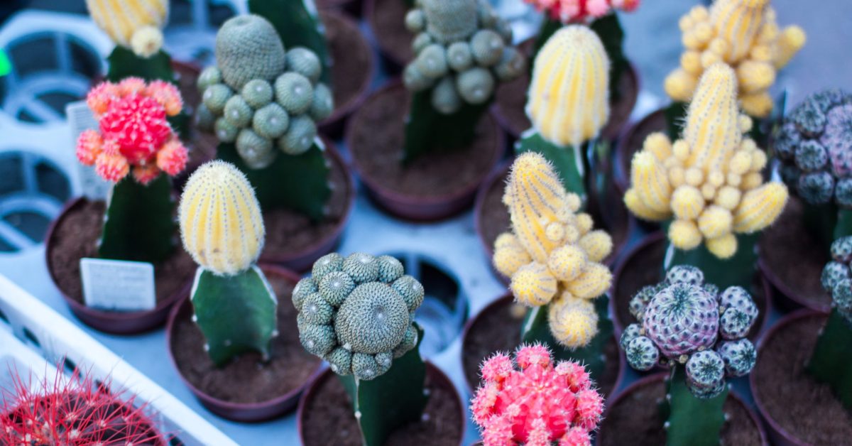 5e98bffd913fb92595b36147_john-mark-smith-87936-unsplash