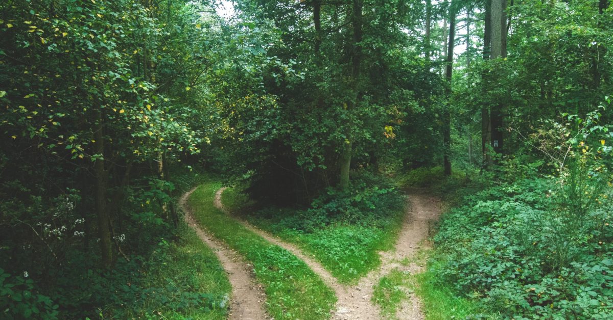 fork in a woodland road is like testing
